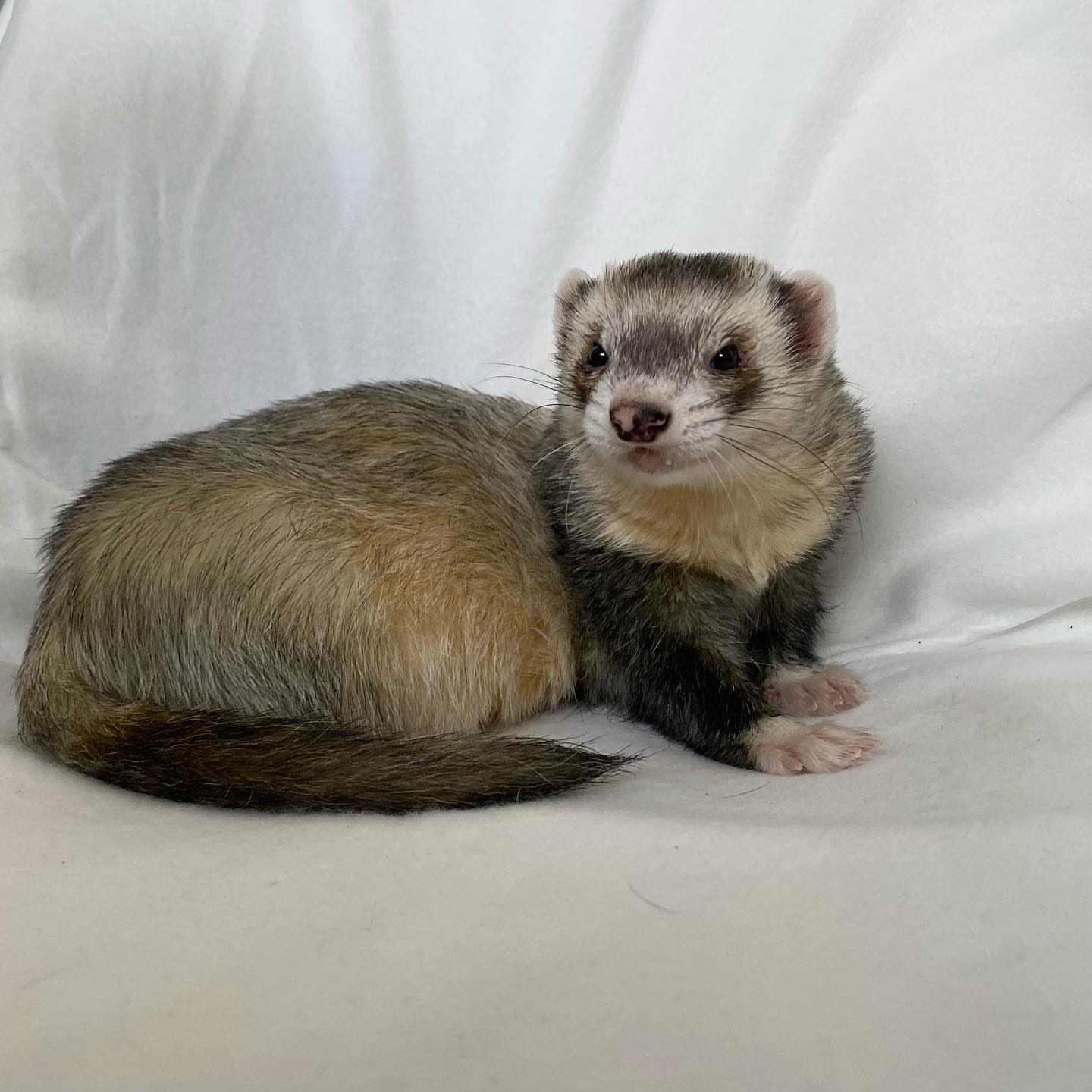  10 Frita female 10 weeks ferret for sale 
