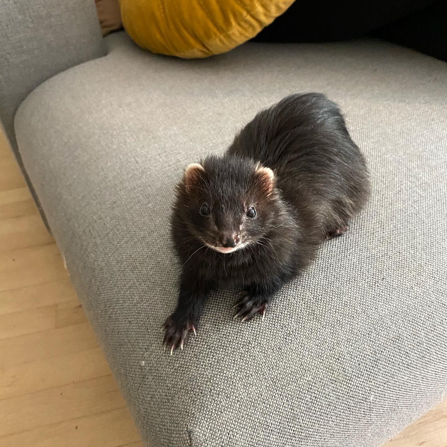  9 Snuff male 10 weeks ferret for sale 