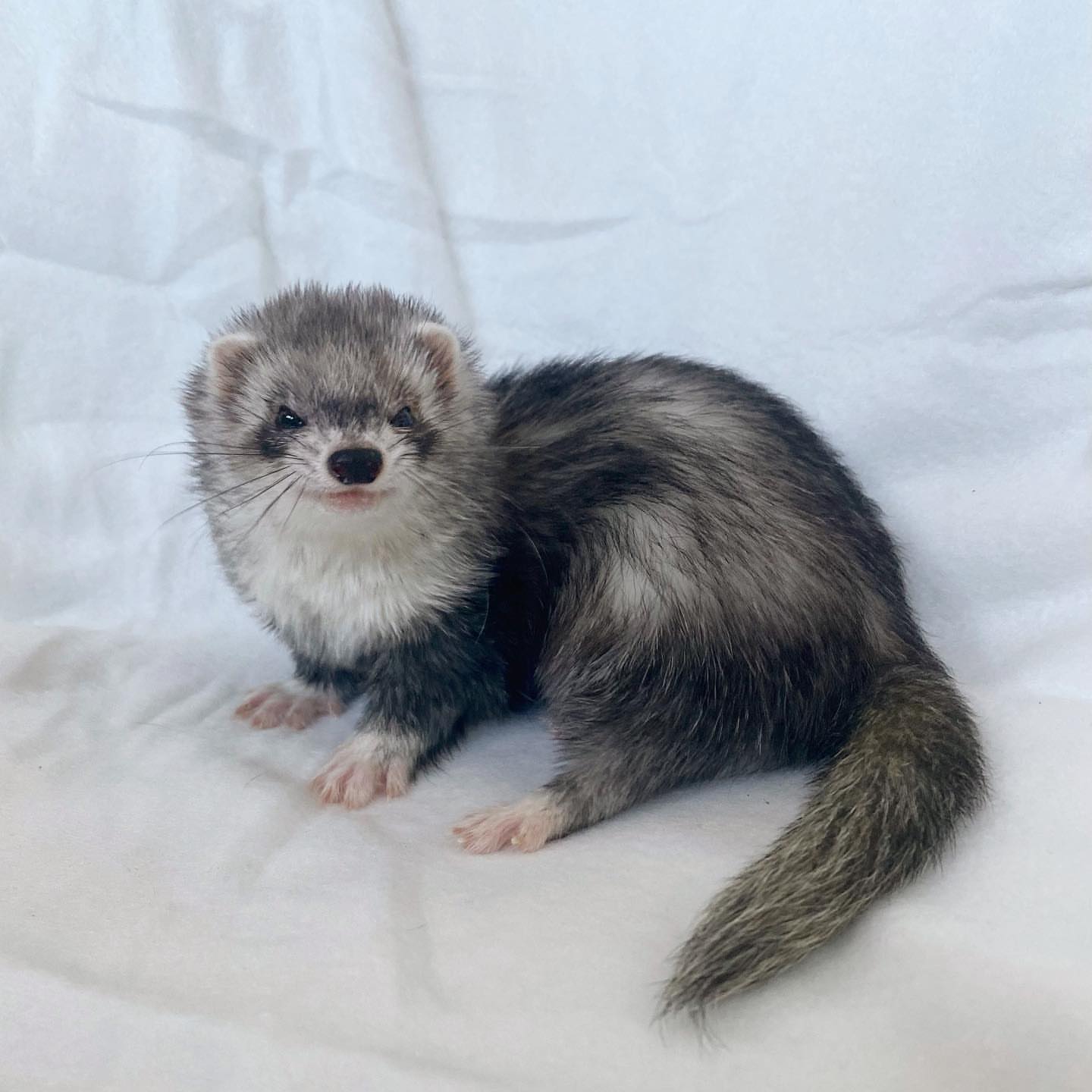  8 Stinky male 10 weeks ferret for sale 