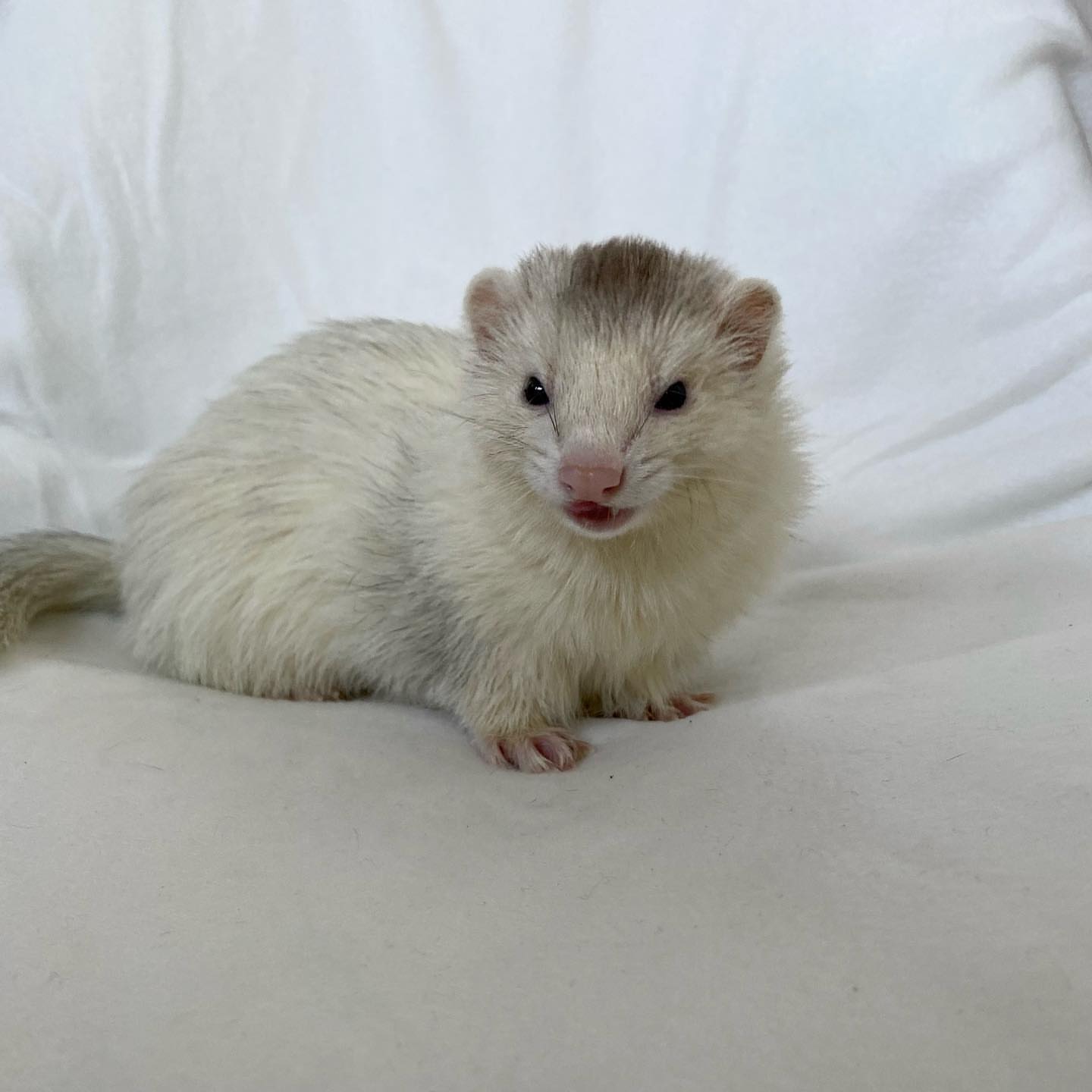  4 Robbie female 10 weeks ferret for sale 