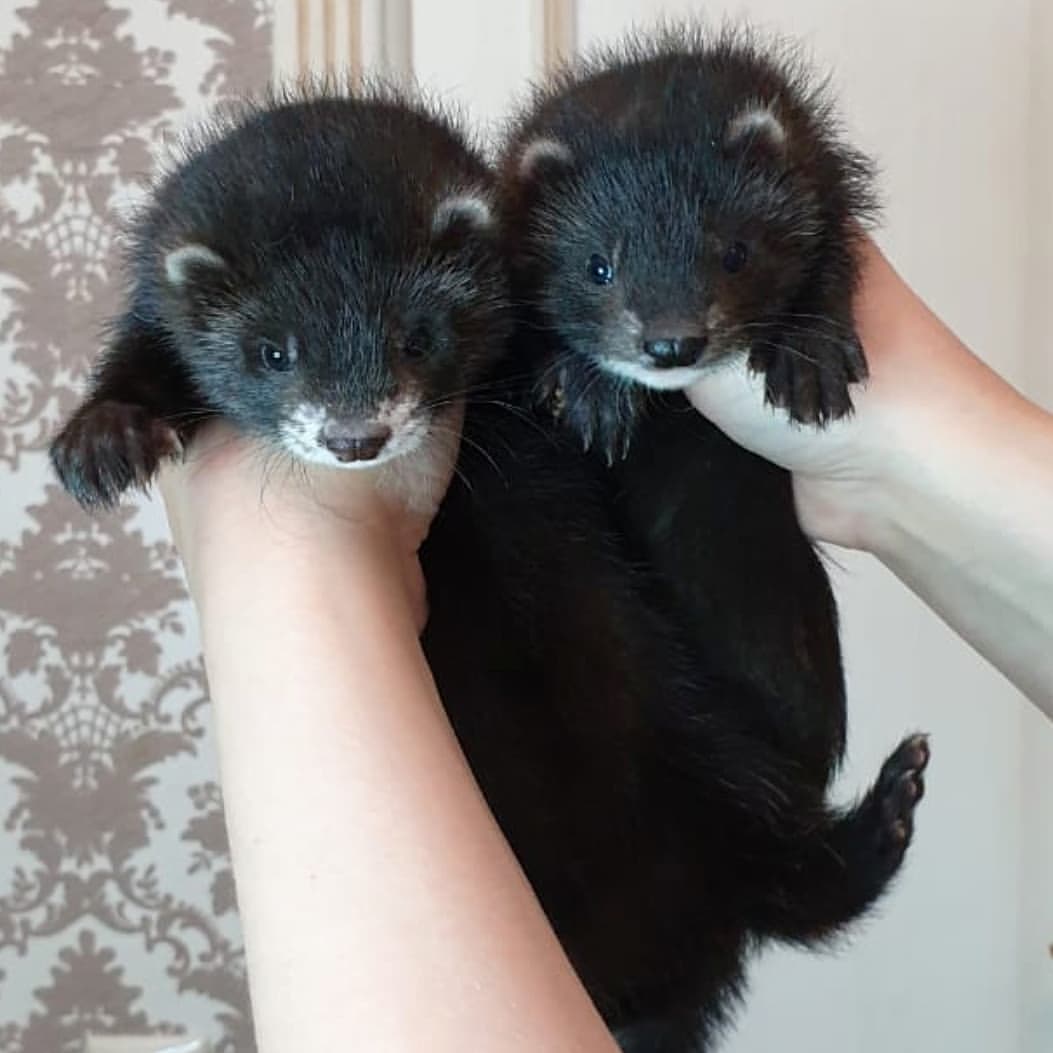 8 Blue & Sammy male 10 weeks ferret for sale 