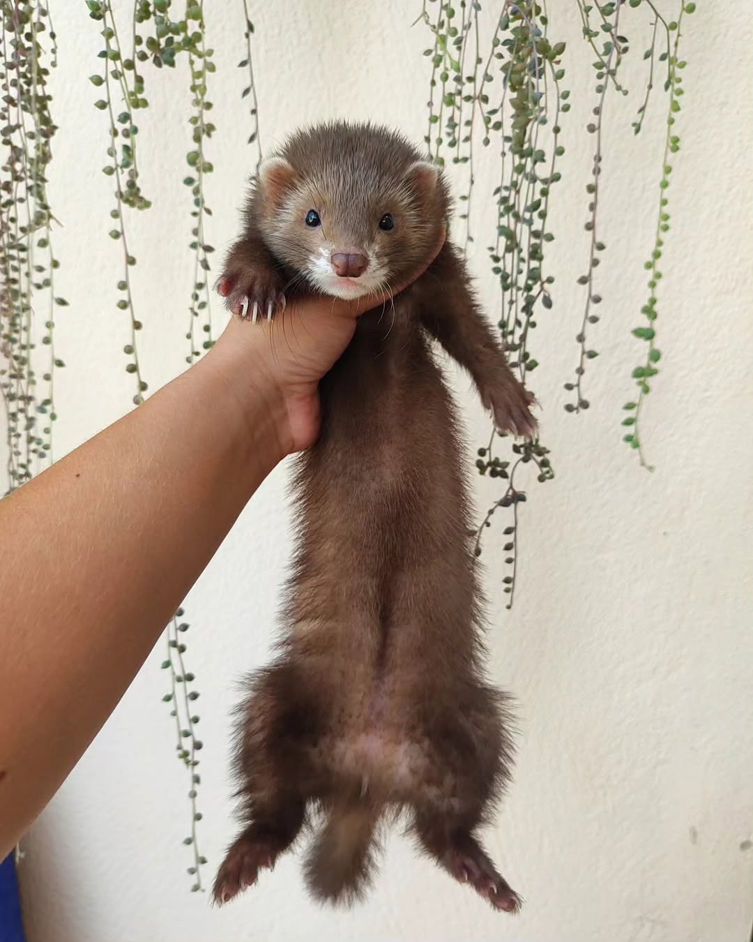  7 Osie female 10 weeks ferret for sale 