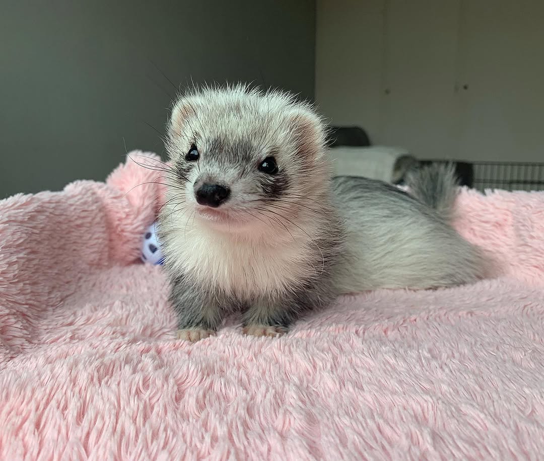  1 Nash female 10 weeks ferret for sale 