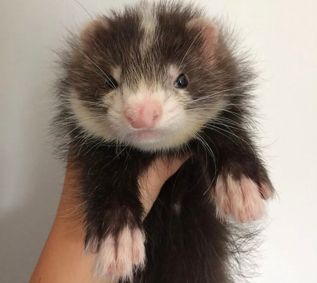  6 Millie male 11 weeks ferret for sale 