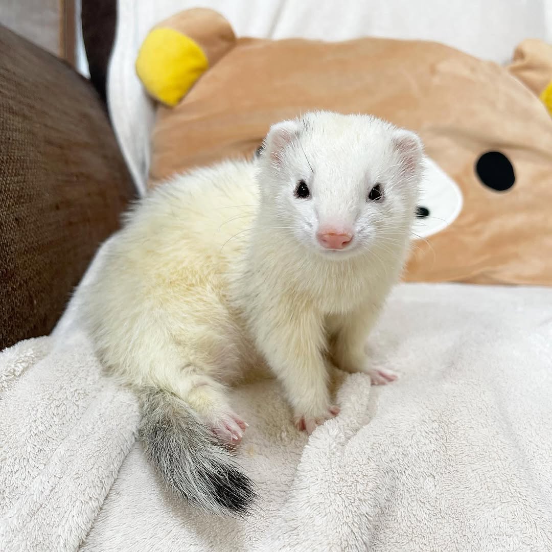  3 Edgar male 10 weeks ferret for sale 