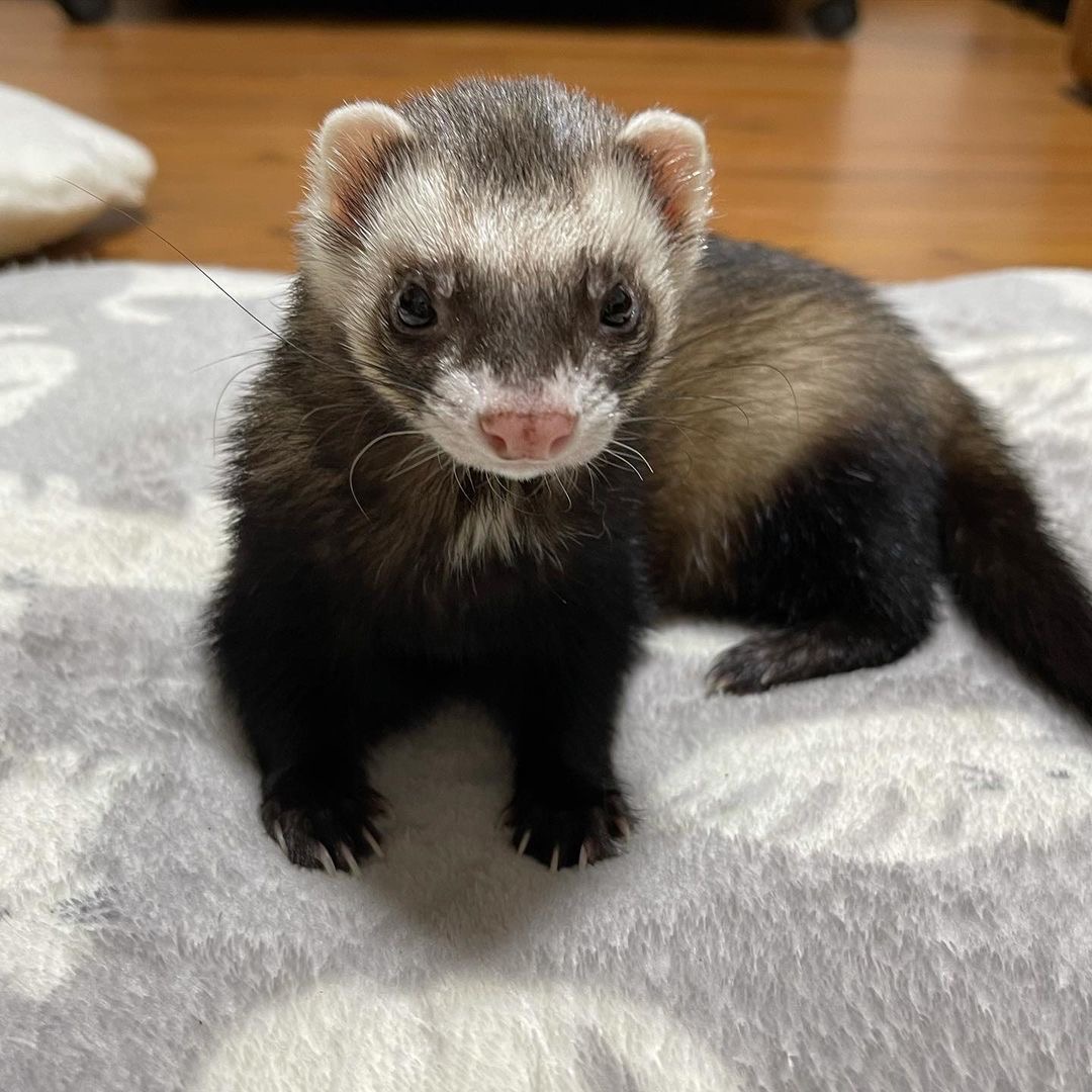  2 Bearl male 10 weeks ferret for sale 