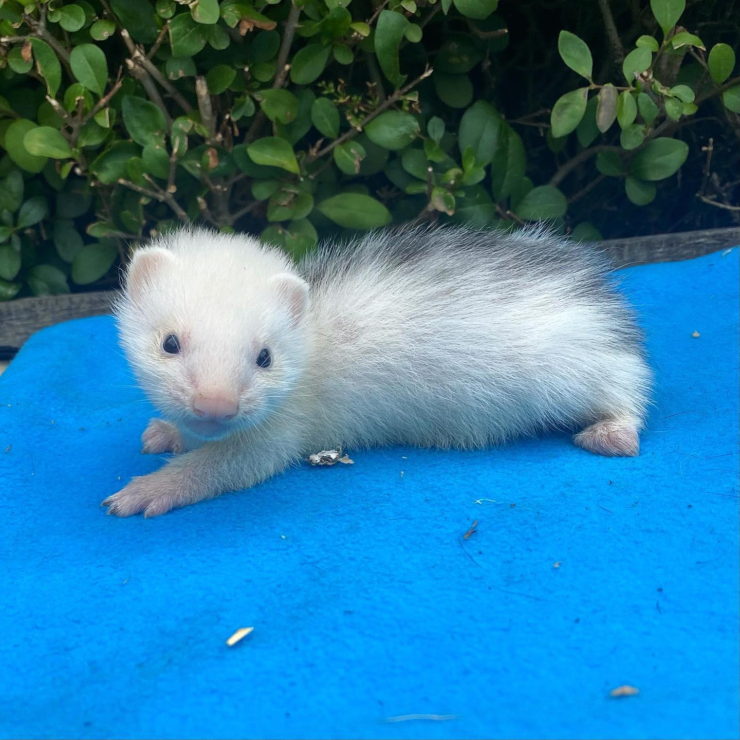  5 Tinker female 10 weeks ferret for sale 