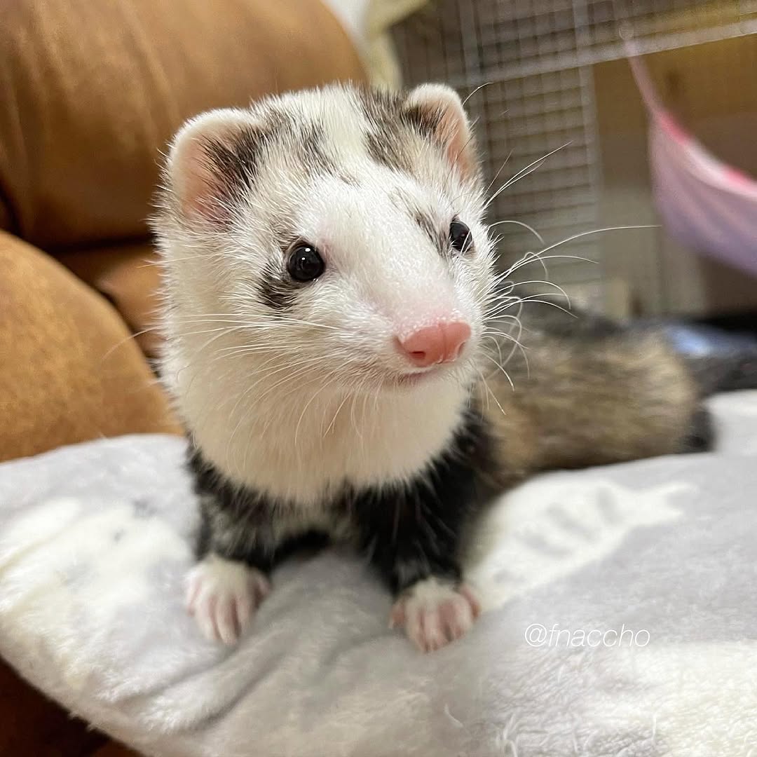  4 Toffee female 10 weeks ferret for sale 